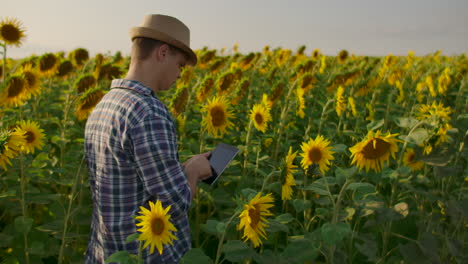 A-farmer-man-in-a-hat-and-shirt-goes-through-the-field-and-inspects-sunflowers-in-the-field.-Watch-your-harvest.-The-modern-farmer-uses-a-tablet-computer-to-analyze